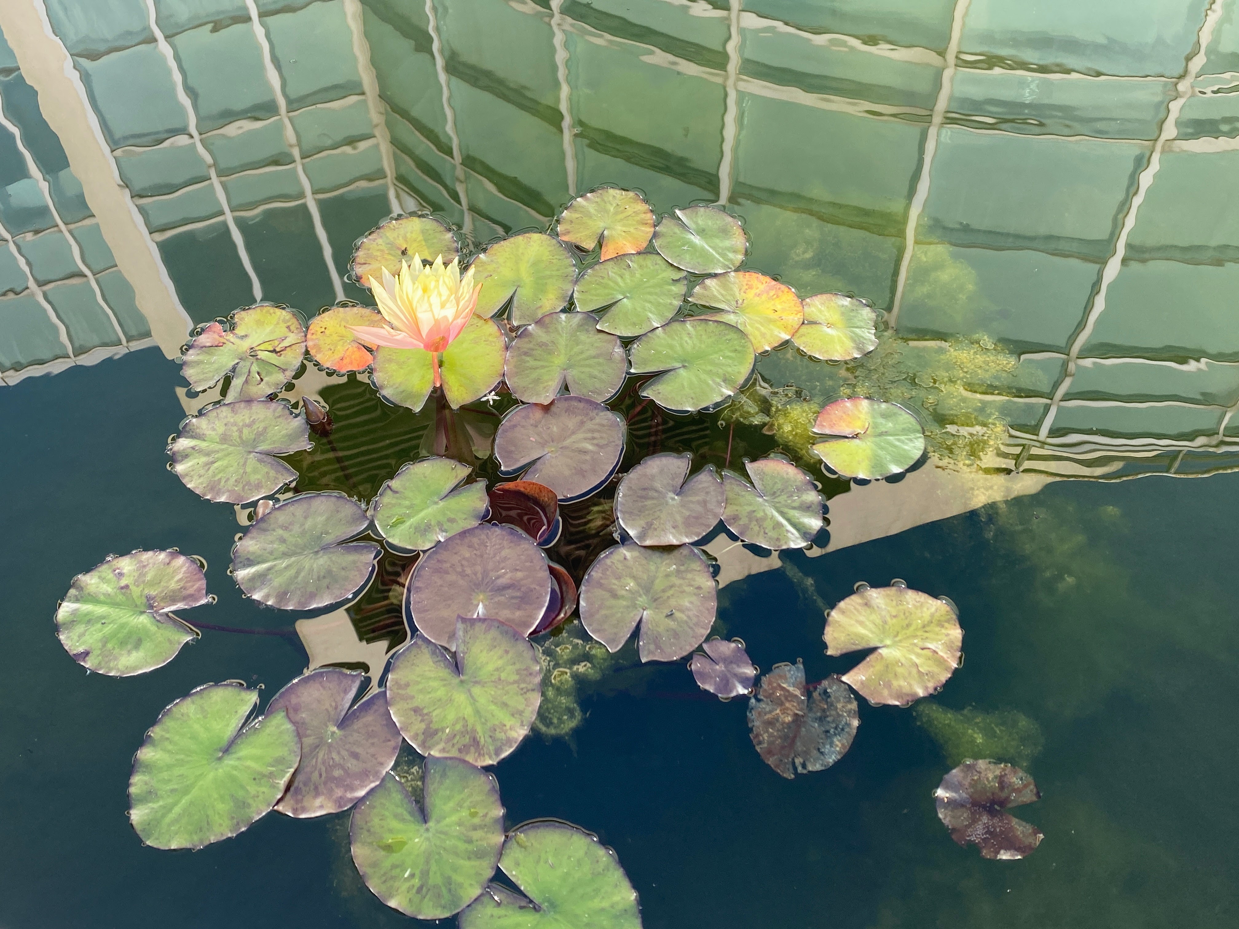 Water lilies and a quiet pond